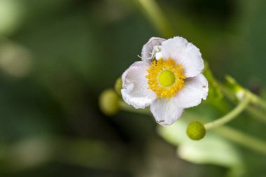 Güzel çiçek bahçede büyüyen