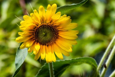 Bahçedeki güzel sarı ayçiçeğinin yakın görüntüsü