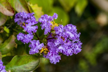 Bahçede açan güzel mor çiçeklerin yakın çekim görüntüsü  