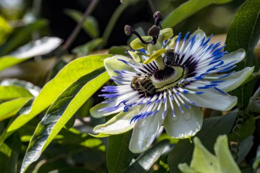 Güzel çiçek bahçede büyüyen