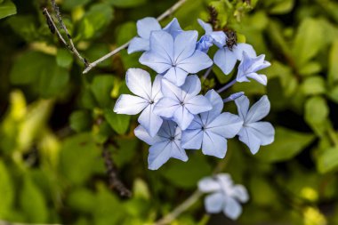 Bahçedeki güzel çiçekler, yakın manzara.
