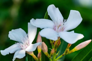 bahçede beyaz çiçek