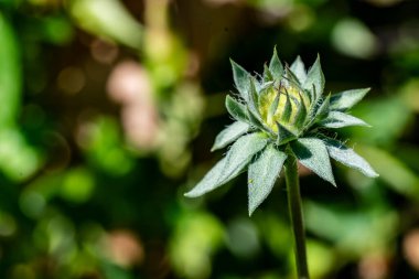Güzel çiçek bahçede büyüyen