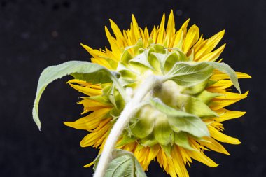 Yazın güzel sarı ayçiçeğinin yakın görüntüsü       