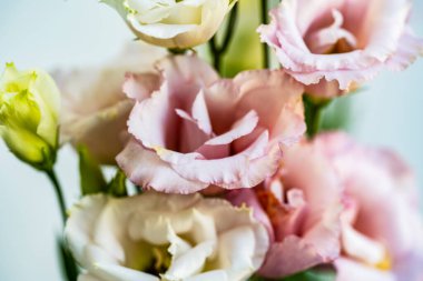 Güzel pembe çiçekler, yakın görüş.