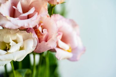 Güzel pembe çiçekler, yakın görüş.