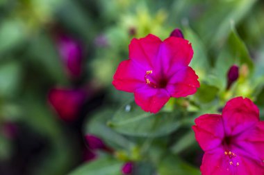 Güzel pembe çiçekler, yakın görüş.