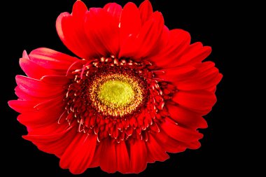 Gerbera çiçeği koyu arkaplanda