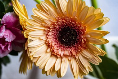 Gerbera çiçeği koyu arkaplanda