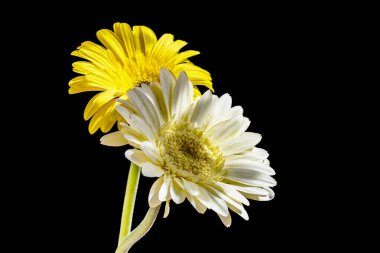 Siyah arka planda güzel Gerbera çiçekleri