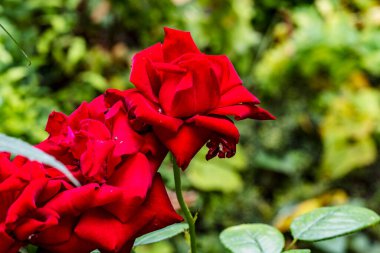 Güzel kırmızı güllerin yakın plan görüntüsü 