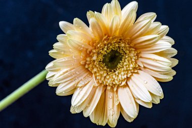 Güzel sarı gerbera Çiçek bahçesinde