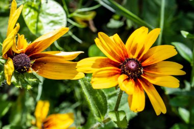 Bahçede açan güzel sarı çiçekler..