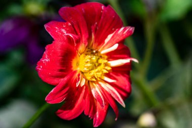 Güzel kırmızı yıldız çiçeğinin yakın görüntüsü 