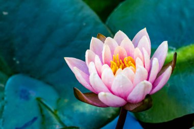 Bahçedeki güzel nilüfer çiçeği