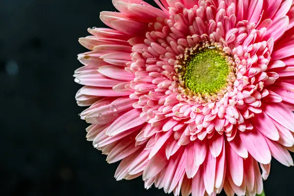 Siyah arka planda güzel Gerbera çiçeği yakın plan görüntüsü 