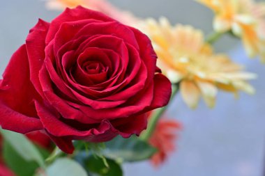 Beyaz arkaplanda kırmızı gül