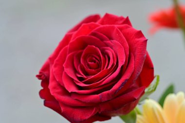 Bahçedeki güzel güller