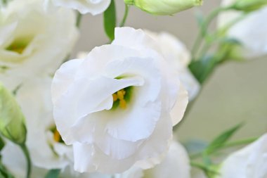 Güzel beyaz Eustoma çiçeklerini kapat. 
