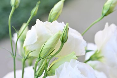 Güzel beyaz Eustoma çiçeklerini kapat. 