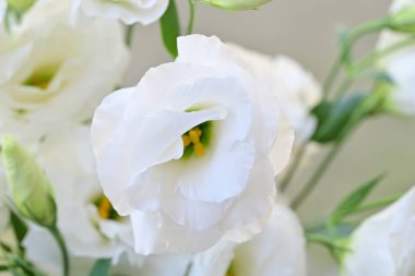Güzel beyaz Eustoma çiçeklerini kapat. 