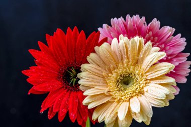 Gerbera çiçekleri koyu arkaplanda