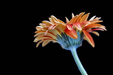 Siyah arka planda güzel Gerbera çiçeği yakın plan görüntüsü 