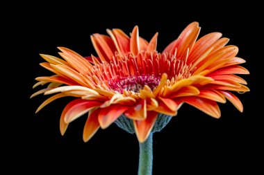 Siyah arka planda güzel Gerbera çiçeği yakın plan görüntüsü 