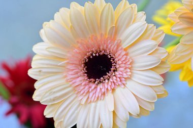 Bulanık arkaplanda güzel Gerbera çiçeğini kapat.