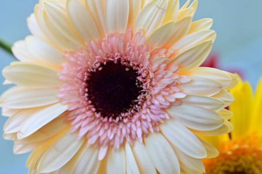 Bulanık arkaplanda güzel Gerbera çiçeğini kapat.