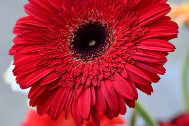 Bulanık arkaplanda güzel Gerbera çiçeğini kapat.