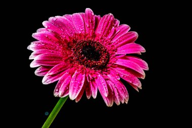 Gerbera çiçeği koyu arkaplanda