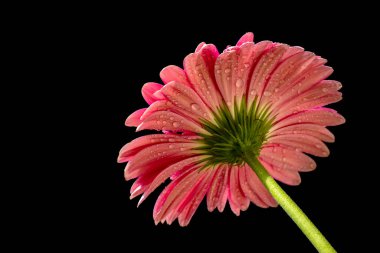 Gerbera çiçeği koyu arkaplanda