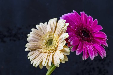 Gerbera çiçekleri koyu arkaplanda