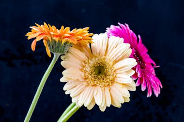 Gerbera çiçekleri koyu arkaplanda