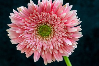 Gerbera çiçeği koyu arkaplanda