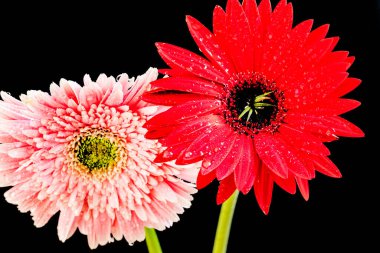 Gerbera çiçeği koyu arkaplanda