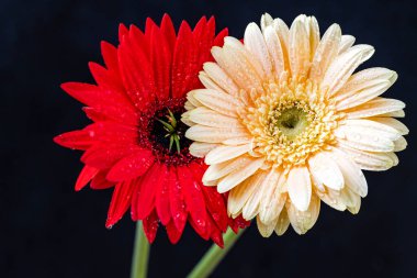 Gerbera çiçekleri koyu arkaplanda