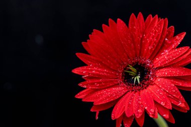Gerbera çiçeği koyu arkaplanda