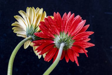 Gerbera çiçekleri koyu arkaplanda