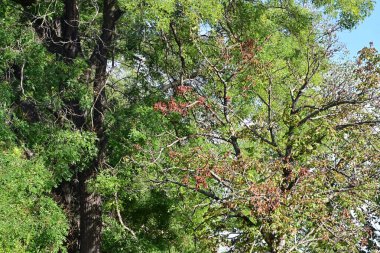 Parkta renkli ağaçlar ve bitkiler