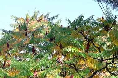 Parkta renkli ağaçlar ve bitkiler