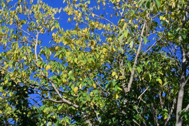 yeşil, ağaçlar, bitkiler, gündüz vakti,