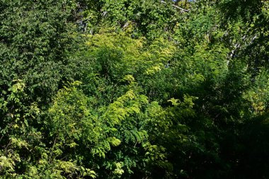 yeşil, ağaçlar, bitkiler, gündüz vakti,