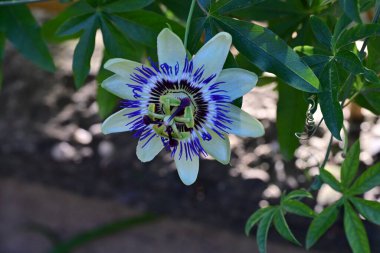 Güzel tutku çiçeğinin yakın görüntüsü