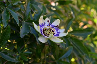 Güzel tutku çiçeğinin yakın görüntüsü