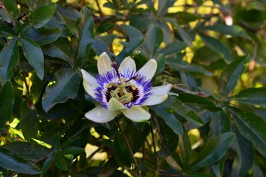 Güzel tutku çiçeğinin yakın görüntüsü
