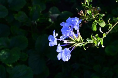 Bahçedeki güzel çiçekler