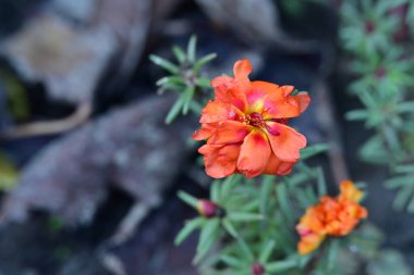 portakal çiçeği sabah doğada