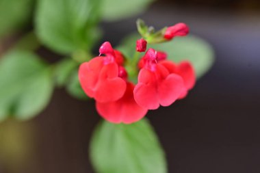 Bahçedeki güzel kırmızı çiçekler.